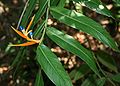 Heliconia longiflora