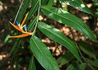 Heliconia longiflora