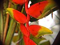 Close-up view of Heliconia rostrata in Malaysia