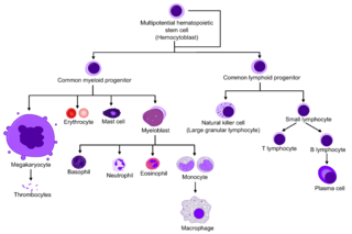 Hematopoiesis. Attribution-Share Alike 3.0 Unported licensing, attributed to A. Rad and Mikael Häggström