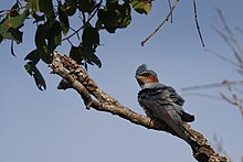 Hemiprocne coronata -Wilpattu National Park, Sri Lanka-8.jpg