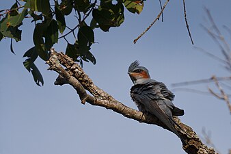 Crested treeswift