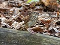 * Nomination Hermit thrush at Green-Wood Cemetery in Brooklyn, NY. --Rhododendrites 16:16, 3 May 2020 (UTC) * Promotion  Support Good quality. --Poco a poco 16:27, 3 May 2020 (UTC)