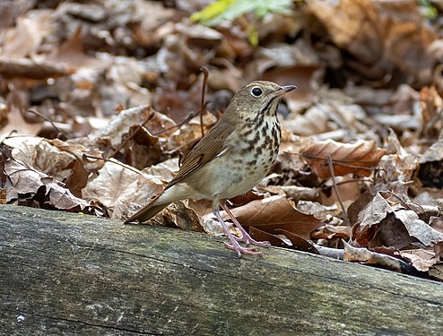 Hermit thrush in Green-Wood Cemetery