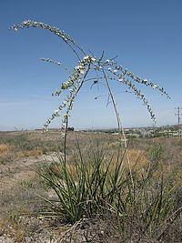 Hesperaloe (Agavaceae) Hesperaole funifera fh 0640 MEX AA.jpg