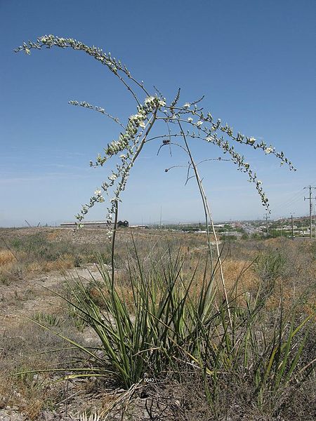 File:Hesperaloe (Agavaceae) Hesperaole funifera fh 0640 MEX AA.jpg