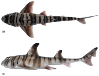 Painted hornshark - Heterodontus marshallae