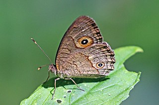 <i>Heteropsis pauper</i> Species of butterfly
