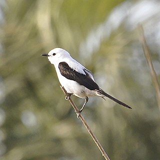 Black-and-white monjita Species of bird