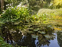 Highdown Gardens- pond Highdown Gardens- pond.jpg