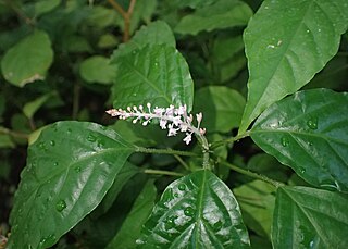 Fortune Salaire Mensuel de Hilleria Latifolia Combien gagne t il d argent ? 10 000,00 euros mensuels