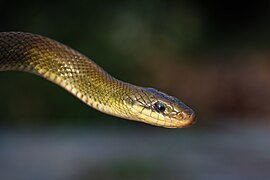 Elaphe hodgsoni (Hodgson's rat snake), head