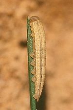 Hipparchia semele – Raupe