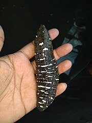 File:Holothuria scabra.jpg (Category:Holothuria scabra)