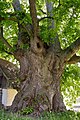 English: Holub's lime tree, famous tree in Vlasenice near Tabor, Czech Republic Čeština: Holubova lípa ve Vlásenici