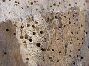 Woodworm