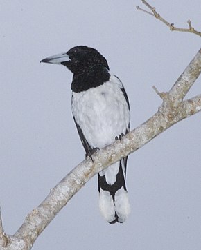 Afbeelding beschrijving Bonte Butcherbird (Cracticus cassicus) neergestreken op branch.jpg.