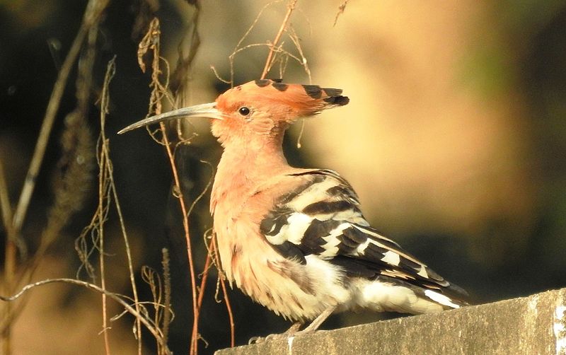 File:Hoopoe ( Upupa epops).jpg