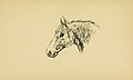 Horses in accident and disease BHL20613441.jpg