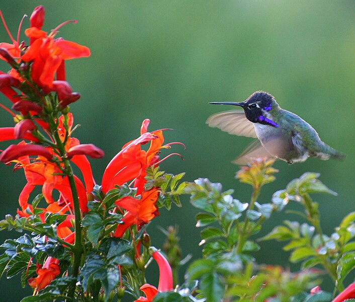 File:Hummingbird Joy.jpg