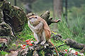 Patas monkey / Husarenaffe (Erythrocebus patas)