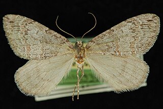 <i>Hydriomena expurgata</i> Species of moth