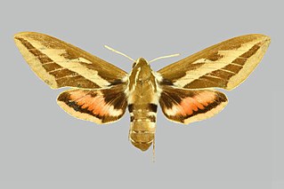 <i>Hyles costata</i> Species of moth