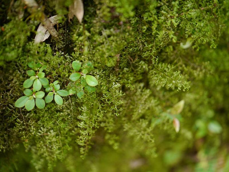 File:Hymenophyllum polyanthos hosobakksnb01.jpg