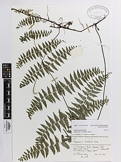 <i>Hypolepis distans</i> Species of fern