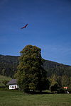 Winterlinde (Tilia cordata)