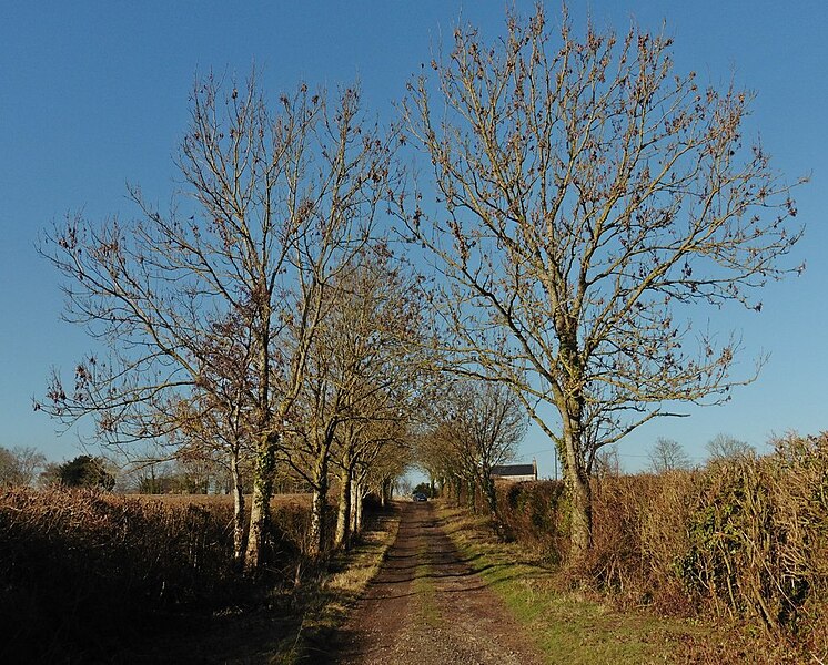 File:Ilchester Lane - geograph.org.uk - 5264486.jpg