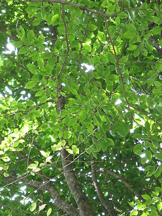 <i>Ilex macropoda</i> Species of plant in the family Aquifoliaceae