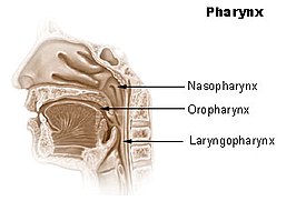 Nasofarynx
