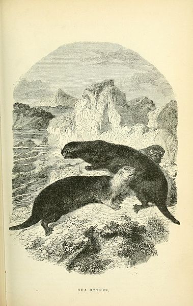 File:Illustrated natural history of the animal kingdom, being a systematic and popular description of the habits, structure, and classification of animals from the highest to the lowest forms, with their (Pl. 7) (9722803289).jpg