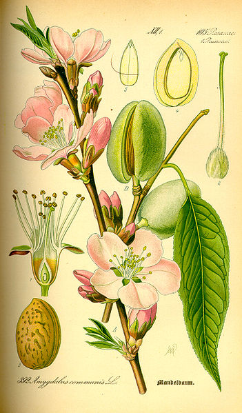 Fail:Illustration Prunus dulcis0.jpg
