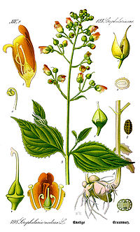 Illustration Scrophularia nodosa0 clean.jpg