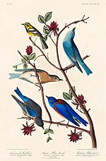 Thumbnail for File:Illustration from Birds of America (1827) by John James Audubon, digitally enhanced by rawpixel-com 397.jpg