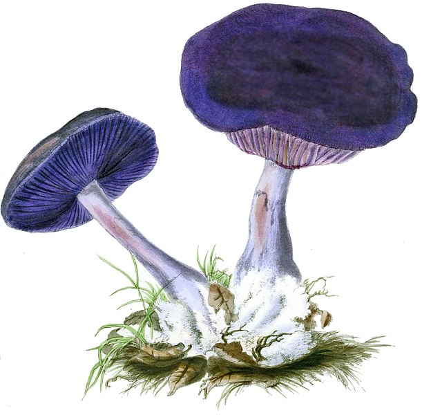 File:Illustrations of British mycology (Plate XII) (8619409866)-cropped.jpg