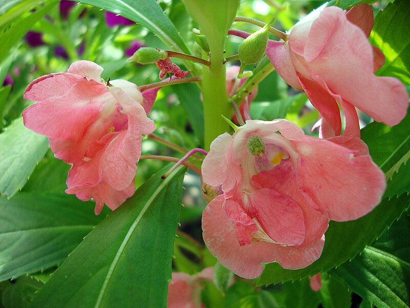 File:Impatiens balsamina (2).JPG