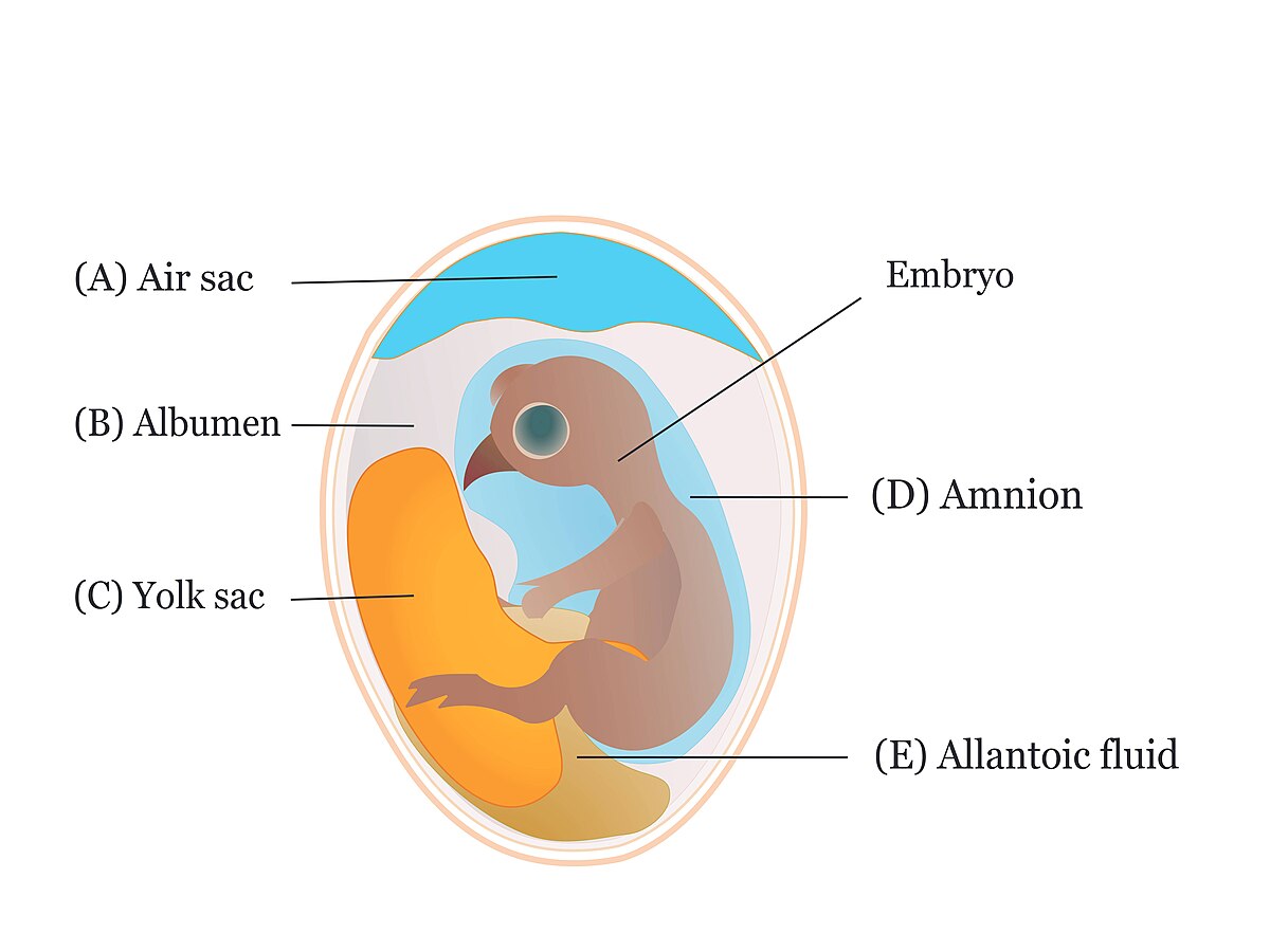 Yolk sac - Wikipedia