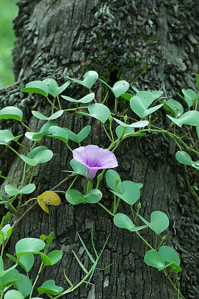 File:Ipomoea pes-caprae 01100.jpg