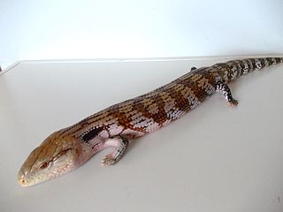 Irian Jaya blue tongue skink Genus of lizards