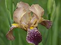 Iris squalens Tauberland, Germany