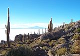 Cactus en el Altiplano