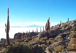 Isola dei pesci dell'altopiano secco, Potosí