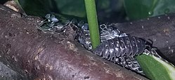 Isopods consuming a snake's shed skin in a bioactive terrarium Isopods consuming snake shed.jpg