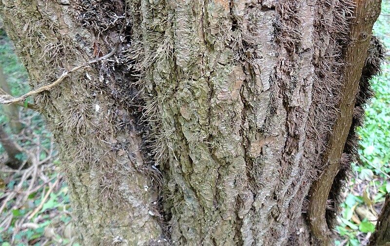 File:Ivy (Hedera helix) bark pattern, Perceton, Irvine, North Ayrshire.jpg