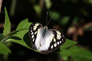 Ixias (Ixias reinwardtii baliensis) female I.jpg