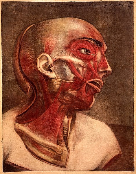 File:J.F. Gautier d'Agoty, Anatomie de la tete... Wellcome L0021612.jpg
