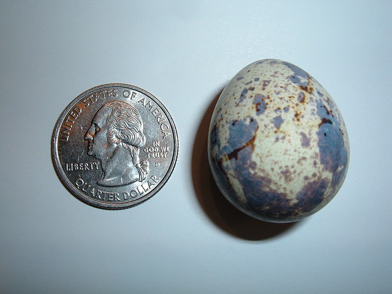 File:Japanese quail egg size comparison.JPG